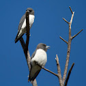 White-breasted Woodswallow