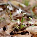 Virginia spring beauty
