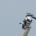 Pied Kingfisher (Male)