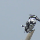 Pied Kingfisher (Male)