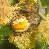 Wattle flower orb spider
