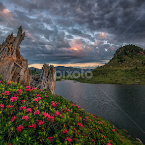Old stump by Luca Mondini - Landscapes Mountains & Hills