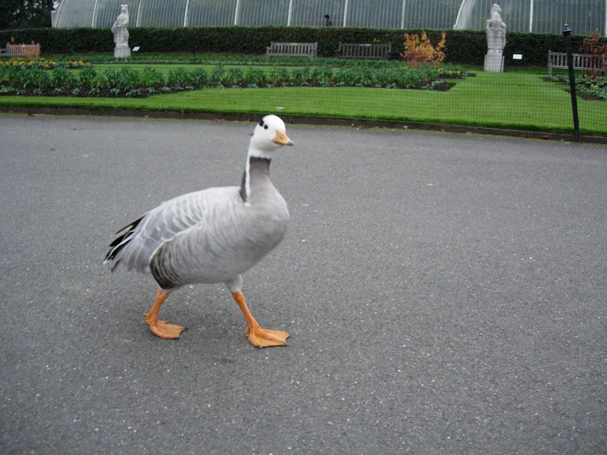 Ánser indio. Bar-headed Goose