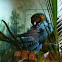 Blue and green macaw