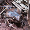 Pobblebonk or banjo frog