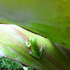 Sedge frog or eastern dwarf tree frog