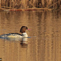 Common Merganser (Goosander) - Female