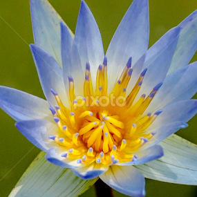 by Neelakantan Iyer - Flowers Single Flower