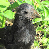 Groove-billed Ani