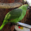 Yellow-headed Parrot