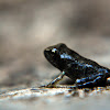 Common toad (toadlet)