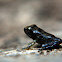 Common toad (toadlet)