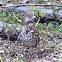Sooty fox sparrow