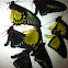 Assorted birdwing butterflies