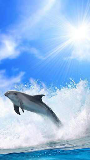 Dolphins Live Wallpaper