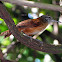 Long-billed Wren