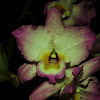 Orquídea hibrido