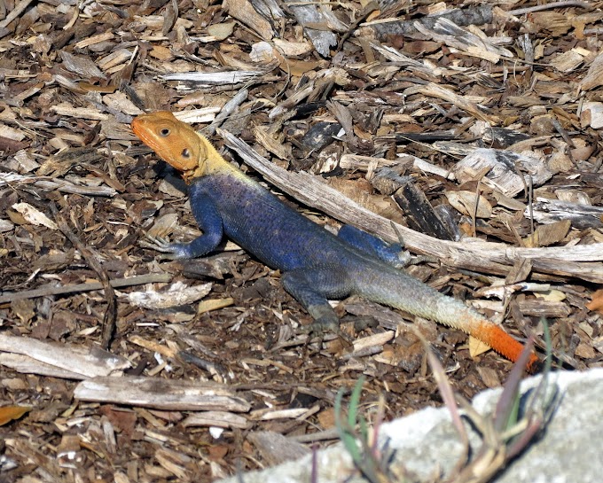 Lizards Of Florida
