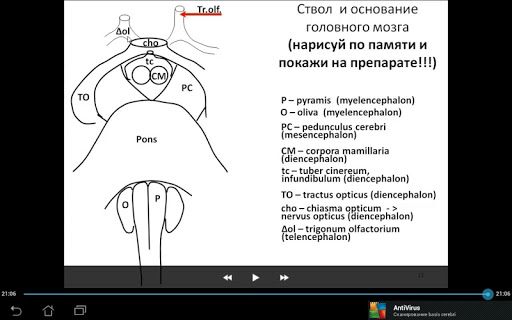 Basis cerebri