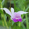 Bamboo orchid