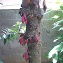 Cocoa Tree