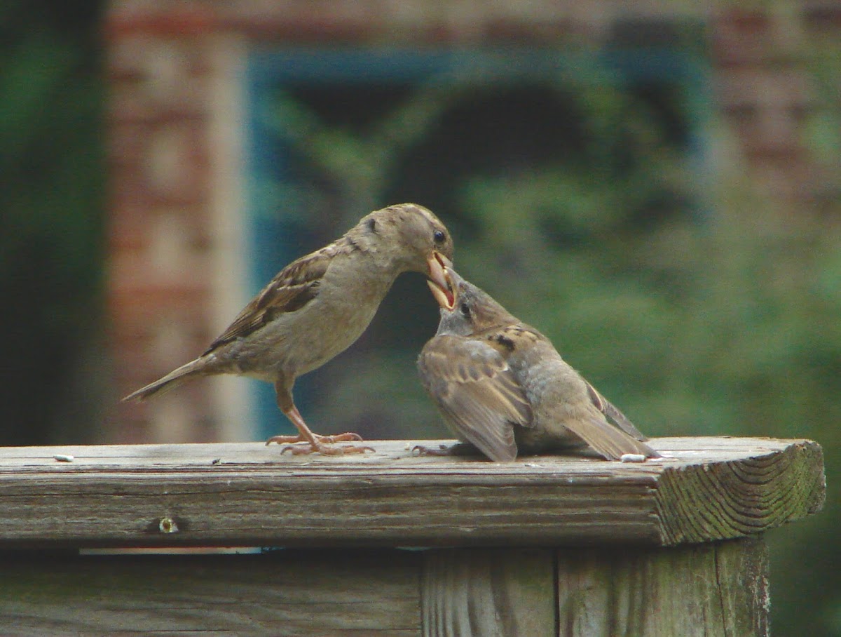 House Sparrow parenting