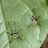 Large milkweed bug (shed exoskeletons)