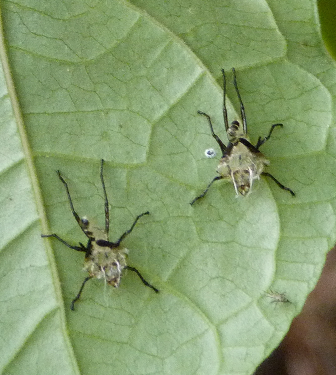 Large milkweed bug (shed exoskeletons)