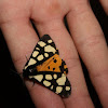 Cream-spot-tiger-moth