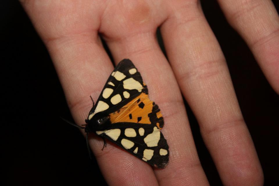 Cream-spot-tiger-moth