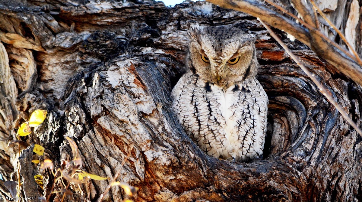 Eastern Screech-Owl