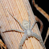 Running Crab Spider; Araña Cangrejo Corredora