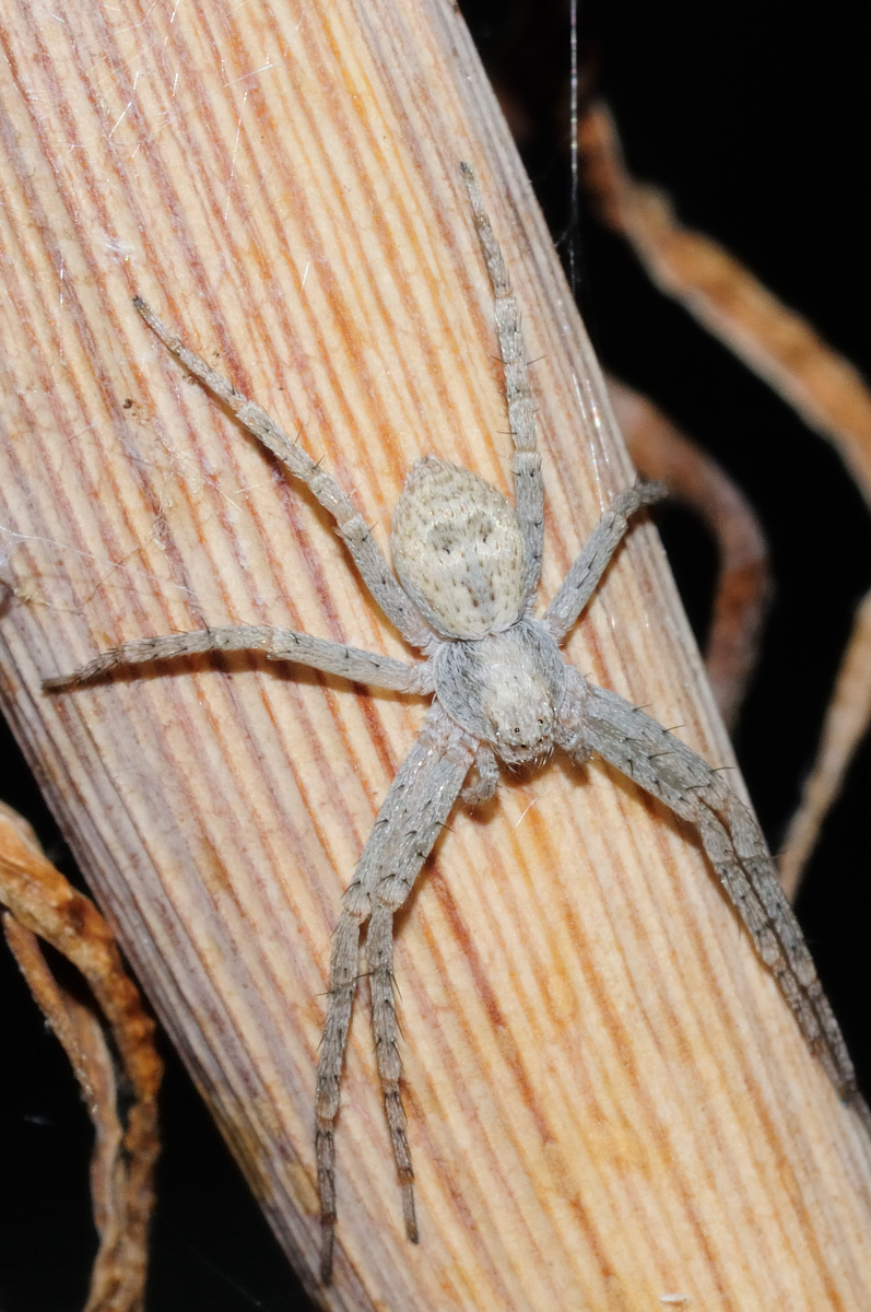 Running Crab Spider; Araña Cangrejo Corredora