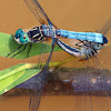Blue Dasher dragonflies (mating pair)
