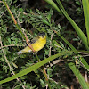 Lesser goldfinch (male)
