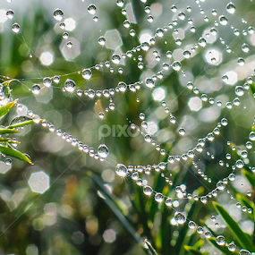 by Natalie Houlding - Nature Up Close Natural Waterdrops
