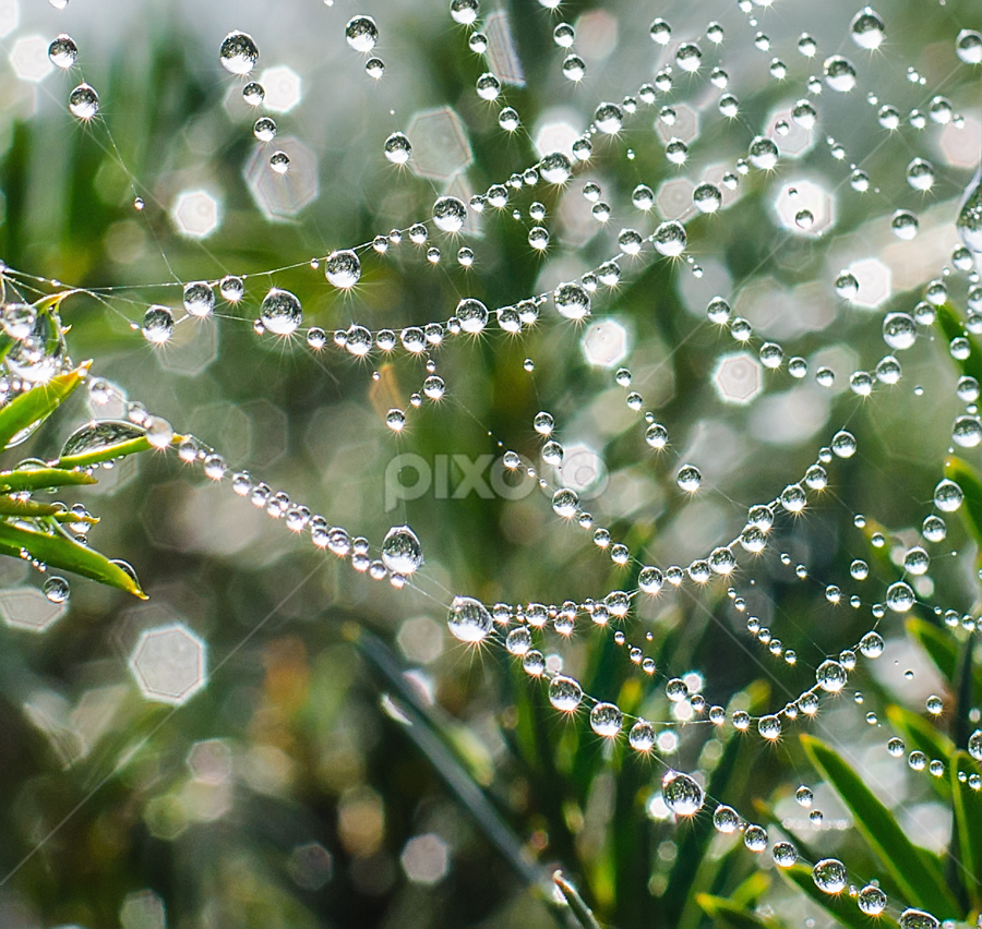 by Natalie Houlding - Nature Up Close Natural Waterdrops