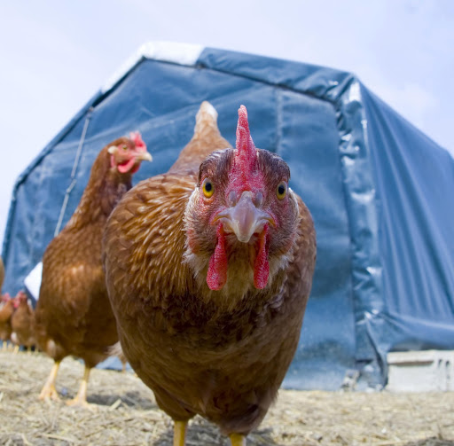 Chicken Coop Building Free