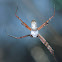 Banded Orb-weaving Spider, male