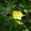 Wingleaf Primrose-willow