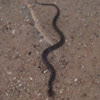 Baby Plain-bellied water snake