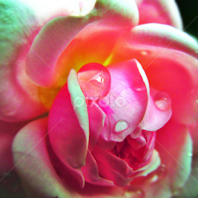 beauty of rose.. by Debtanu Roy - Uncategorized All Uncategorized