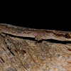 Zigzag Velvet Gecko