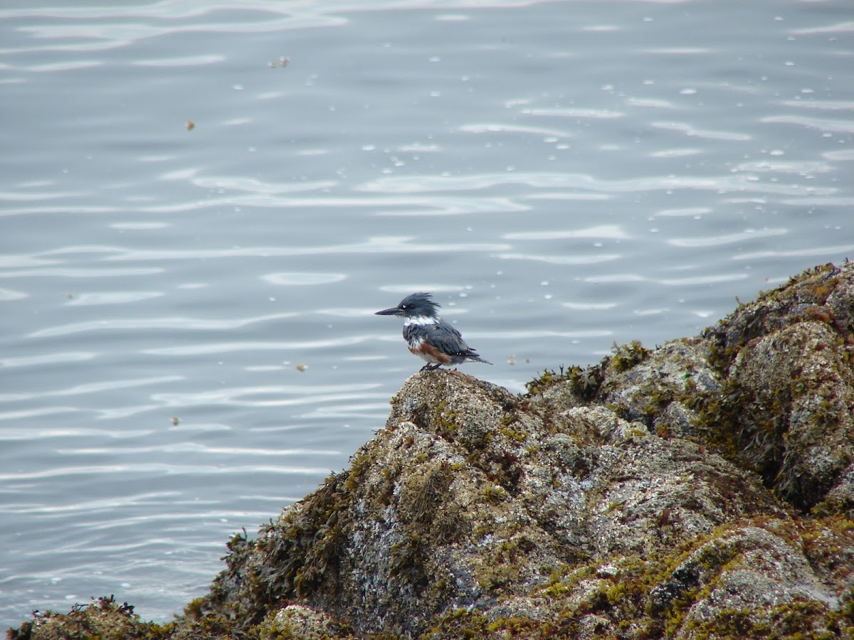Belted Kingfisher, female