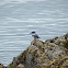 Belted Kingfisher, female