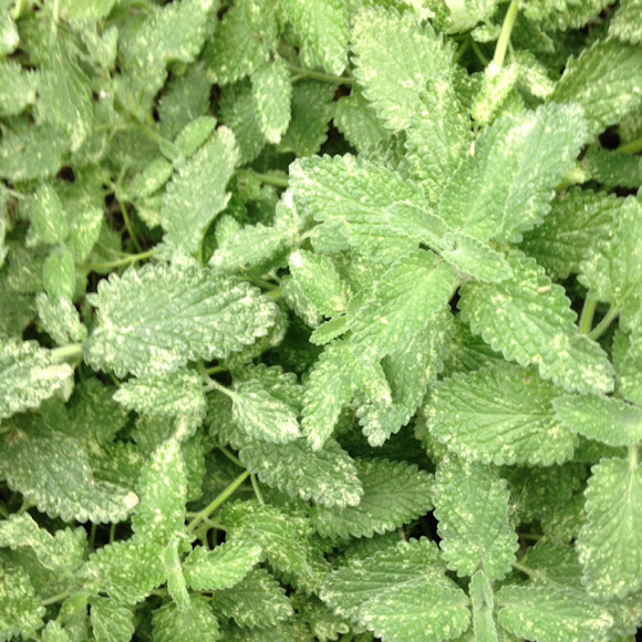 Walker's Low Catnip Project Noah