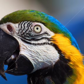 Parrot by Stjepan Hranilovic - Animals Birds