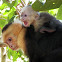 White-headed capuchin monkey