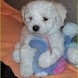 Puppy Dog Icon Crazy Home