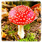 fly amanita (Fliegenpilz)